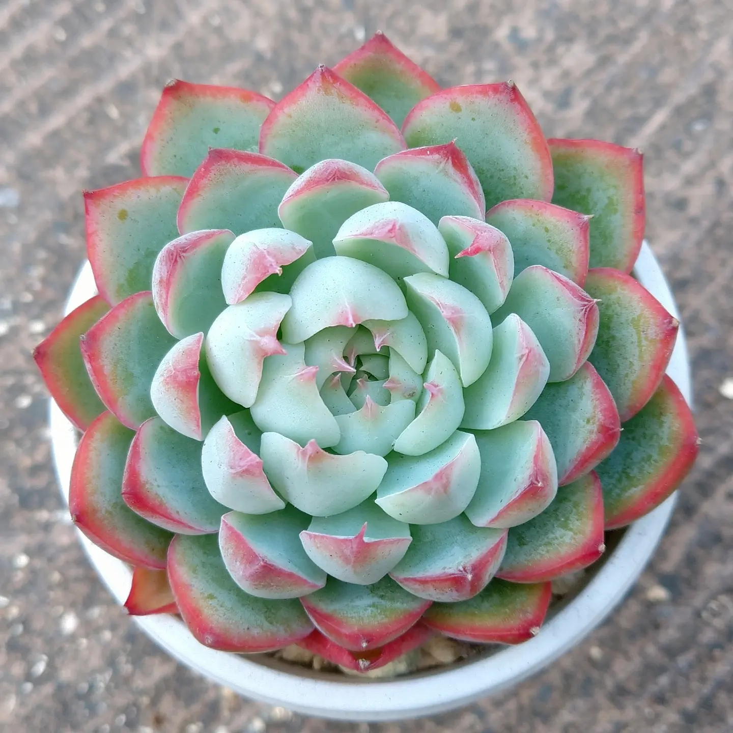 花のような形をした多肉植物のエケベリア