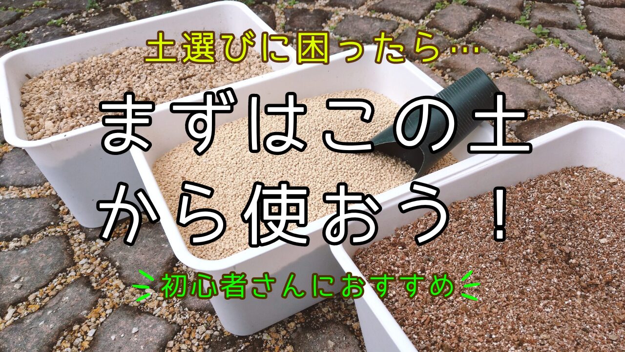 多肉植物 通販 安い！初心者向け多肉植物の選び方・育て方ガイド
