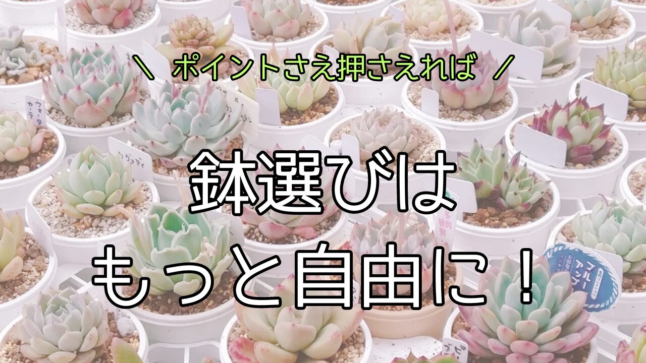 多肉植物に適した鉢とは？鉢の種類や選び方のポイントを徹底解説 