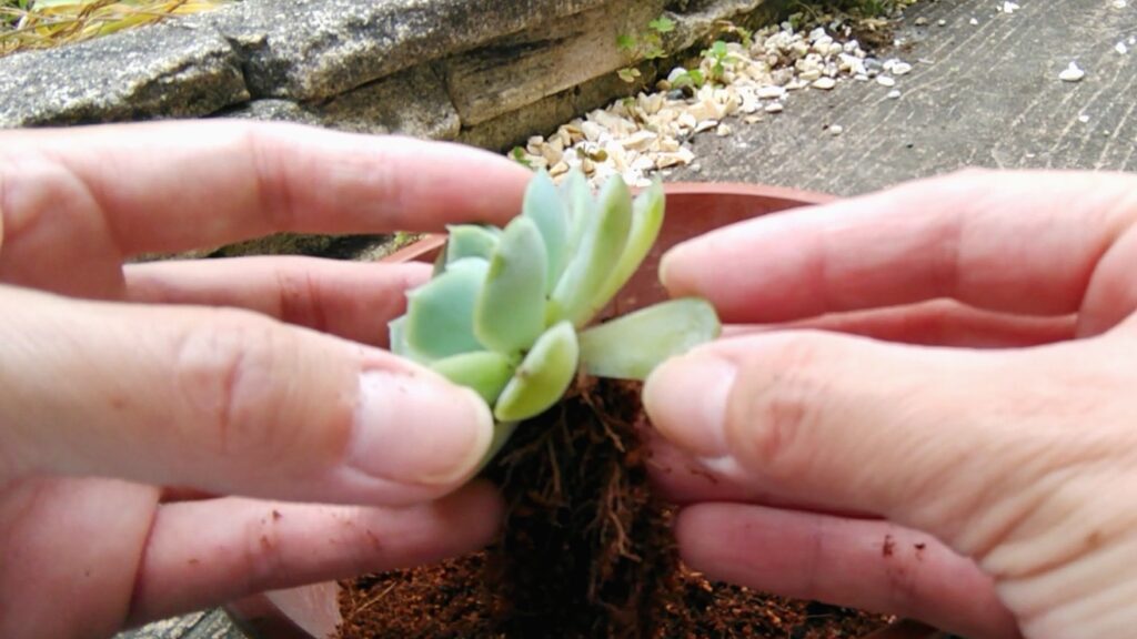 鉢から取り出した多肉植物