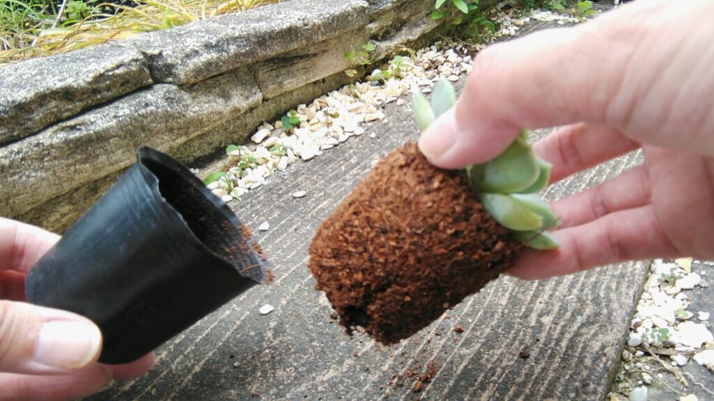 鉢から取り出した多肉植物