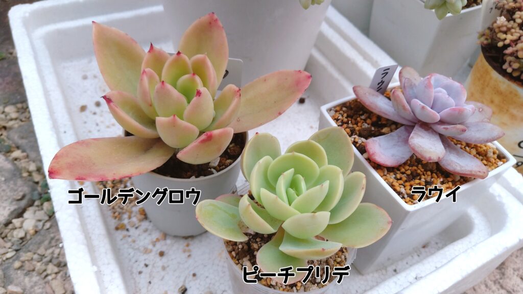 寒さに弱い多肉植物