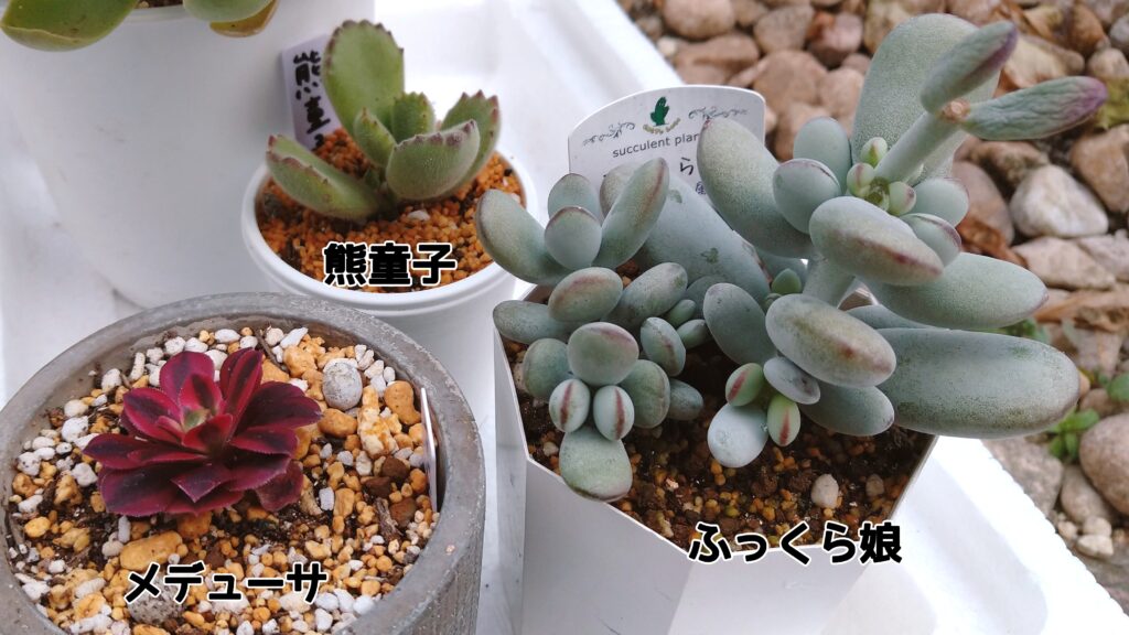 毛の生えている多肉植物の熊童子