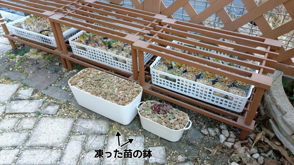 日陰に置かれた凍った多肉植物