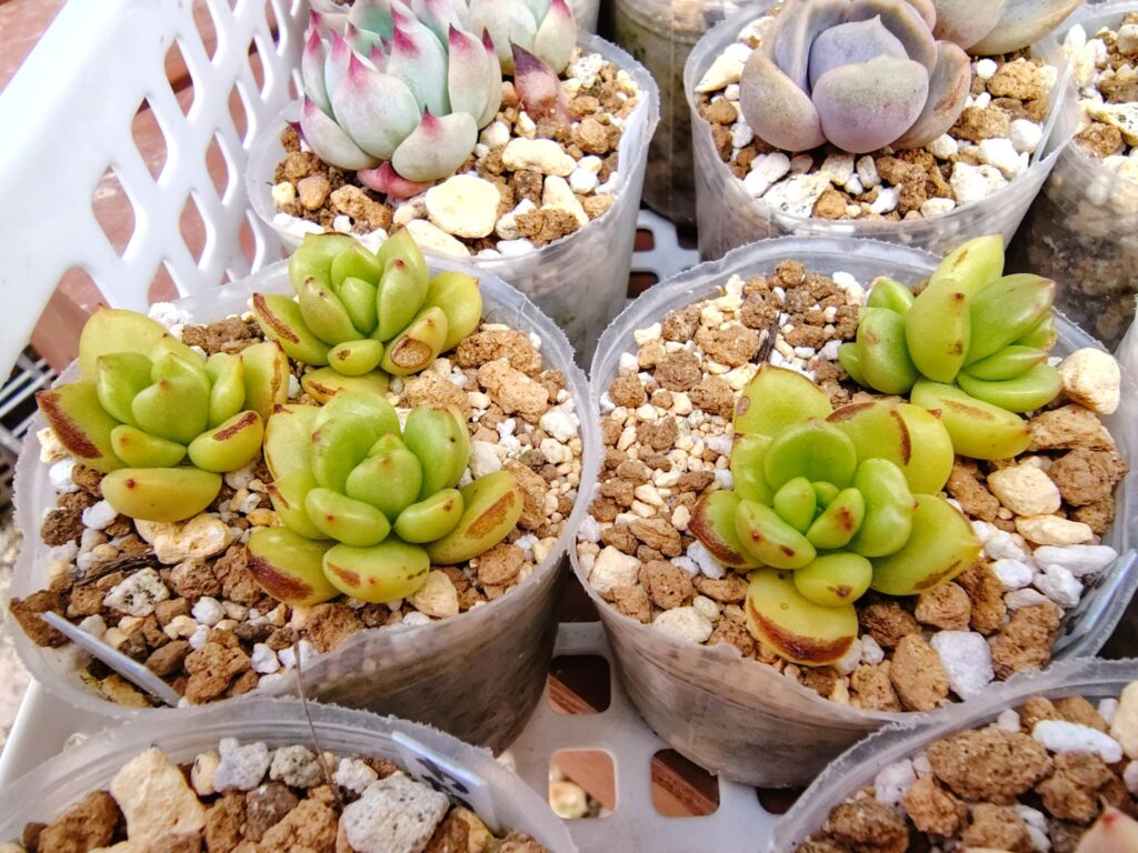 葉焼けした多肉植物