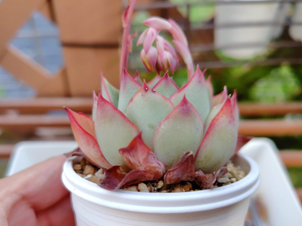枯葉が付いた多肉植物