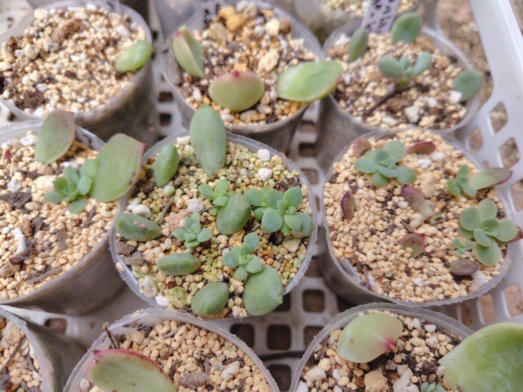 芽を出した葉挿し