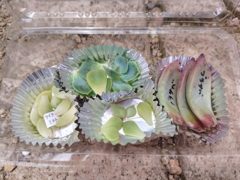 フードパックに入っている葉挿し