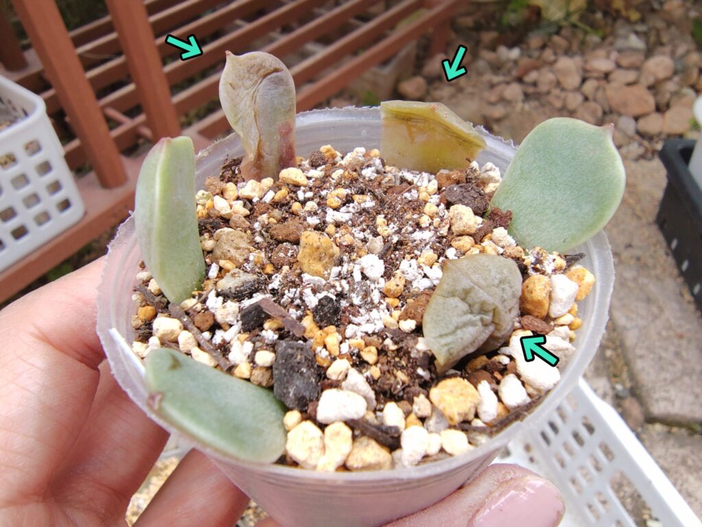 葉が腐った葉挿し