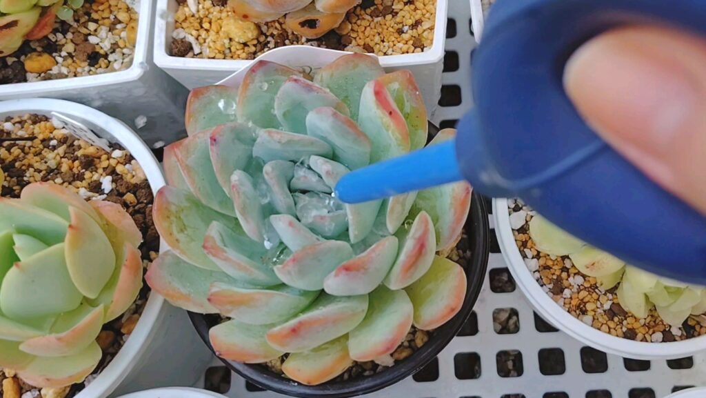 水滴を飛ばしている多肉植物