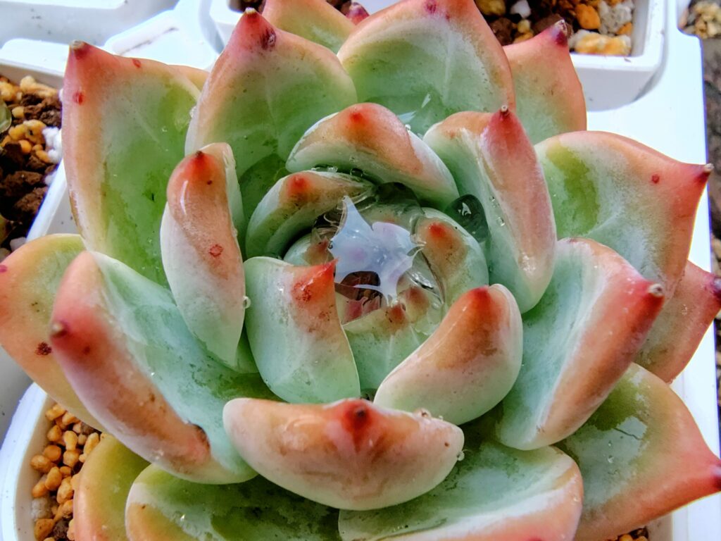 中心に水が溜まっている多肉植物