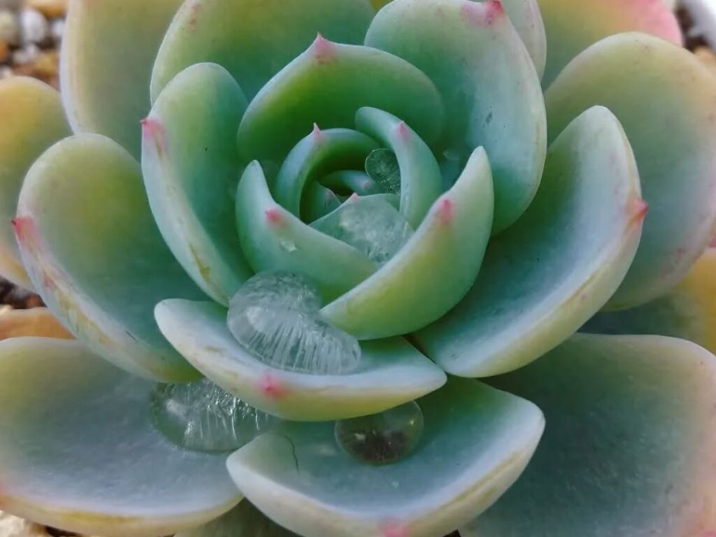 葉の水滴が凍った多肉植物